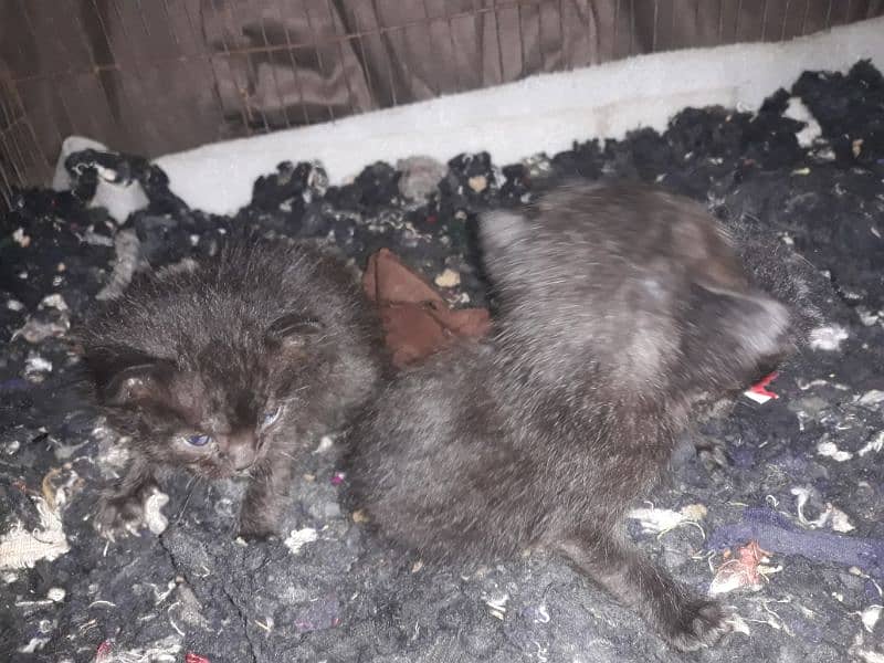 persian black cat with 3 new born babies 6