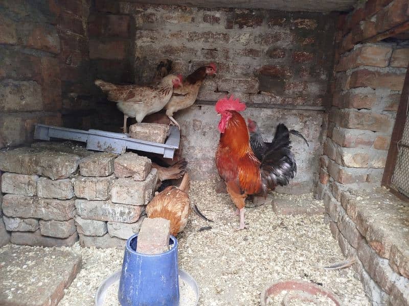 Egg Laying Hens For Sale 1