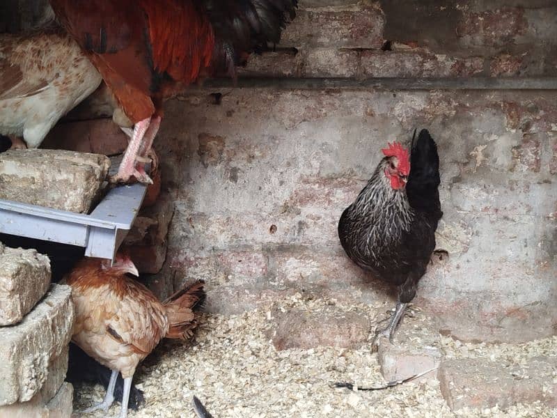 Egg Laying Hens For Sale 2