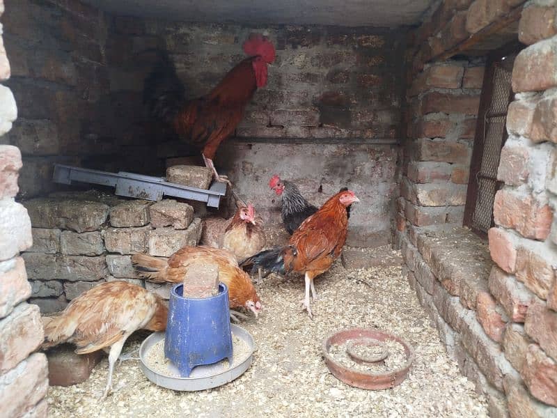 Egg Laying Hens For Sale 3