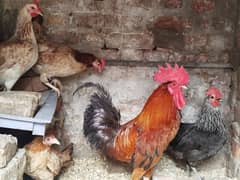 Egg Laying Hens For Sale