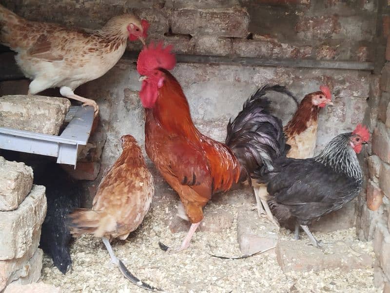 Egg Laying Hens For Sale 4