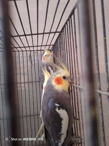 love birds for sale and also coktell birds for sale 0