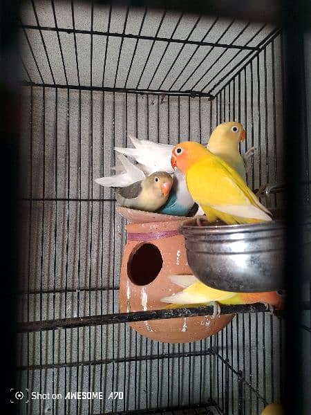 love birds for sale and also coktell birds for sale 1