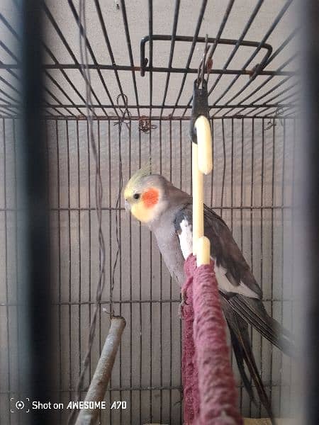 love birds for sale and also coktell birds for sale 2