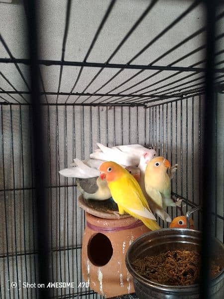 love birds for sale and also coktell birds for sale 3