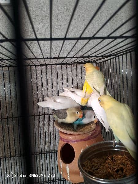 love birds for sale and also coktell birds for sale 4