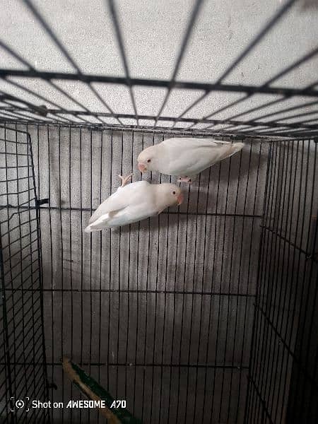 love birds for sale and also coktell birds for sale 5