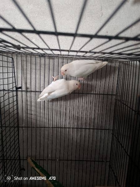 love birds for sale and also coktell birds for sale 6