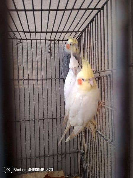 love birds for sale and also coktell birds for sale 7