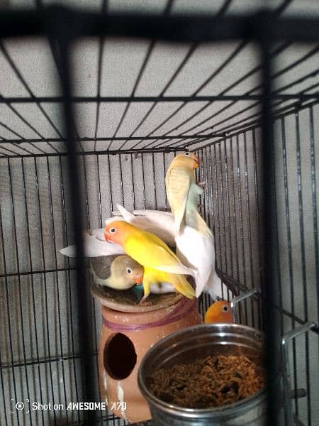 love birds for sale and also coktell birds for sale 8