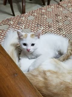 Brown and White Semi Persian