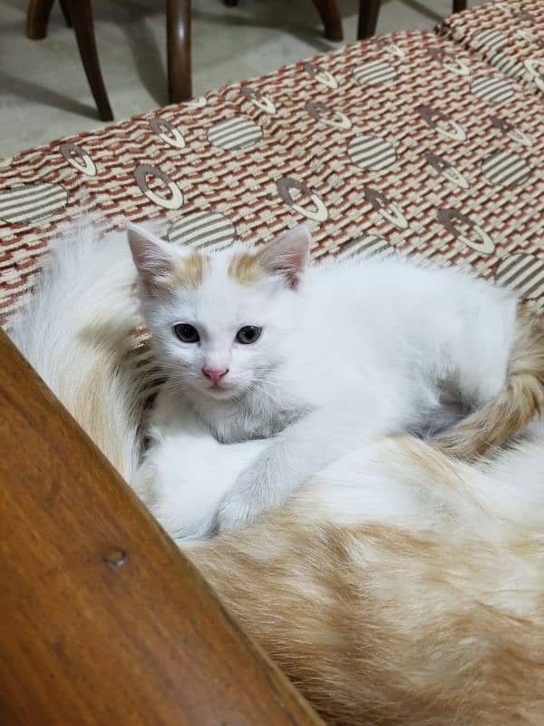 Brown and White Semi Persian 0