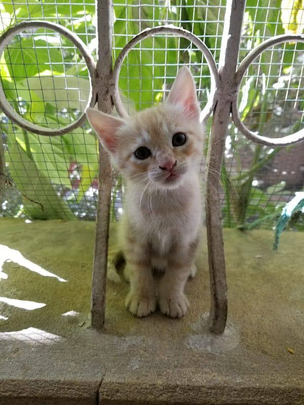 Brown and White Semi Persian 1