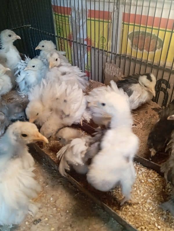 Bantam Chiks 1 Month 0