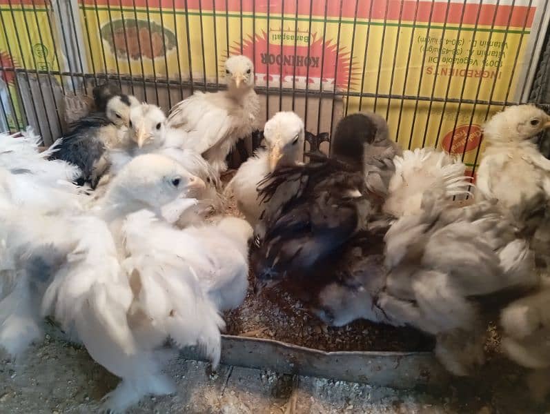 Bantam Chiks 1 Month 1