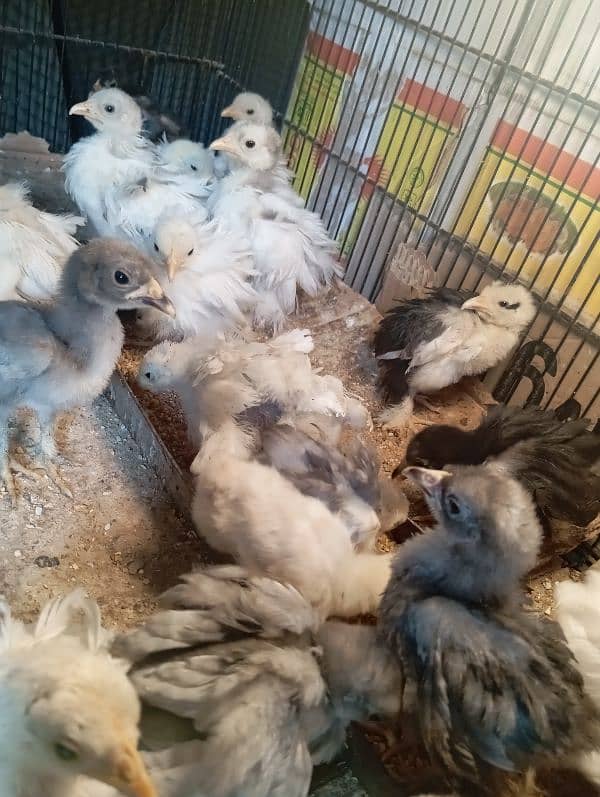 Bantam Chiks 1 Month 2