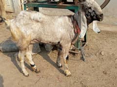 Gabban Goat for Sale Urgent