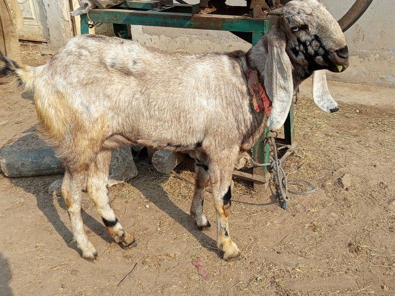 Gabban Goat for Sale Urgent 0