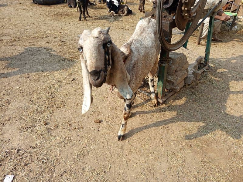 Gabban Goat for Sale Urgent 1