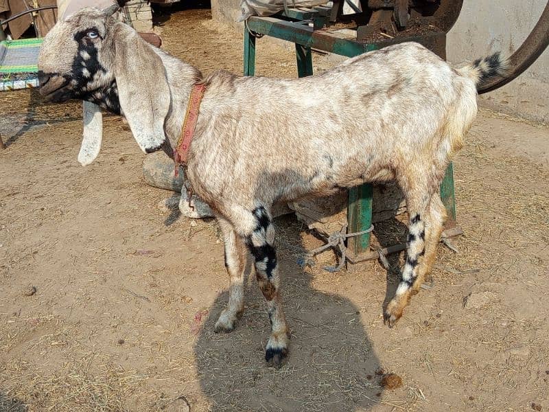 Gabban Goat for Sale Urgent 2