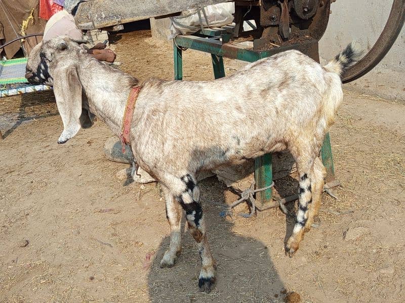 Gabban Goat for Sale Urgent 3