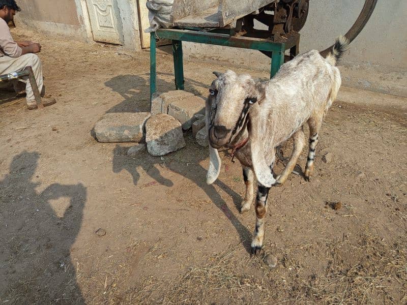 Gabban Goat for Sale Urgent 4