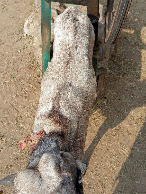 Gabban Goat for Sale Urgent 5