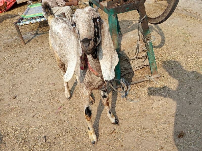 Gabban Goat for Sale Urgent 6