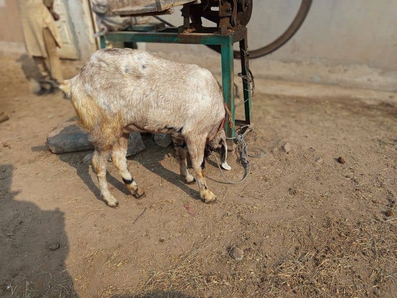 Gabban Goat for Sale Urgent 7