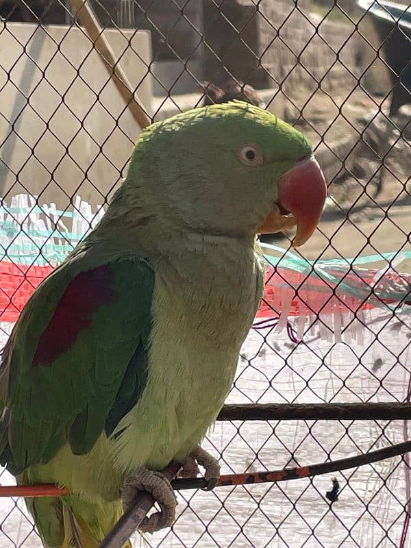 Raw parrot Female 0