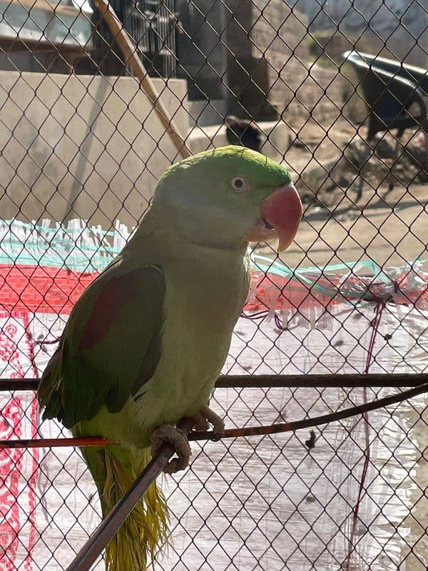 Raw parrot Female 1