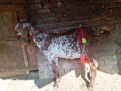 Makhi cheeni gabn goat for sale