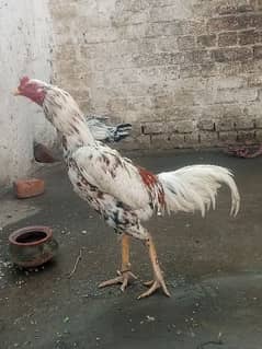 All Hens for sale 1 male murga 2 breeder female murge 3 Bache