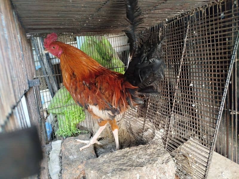 Egg Laying Hens For Sale 5