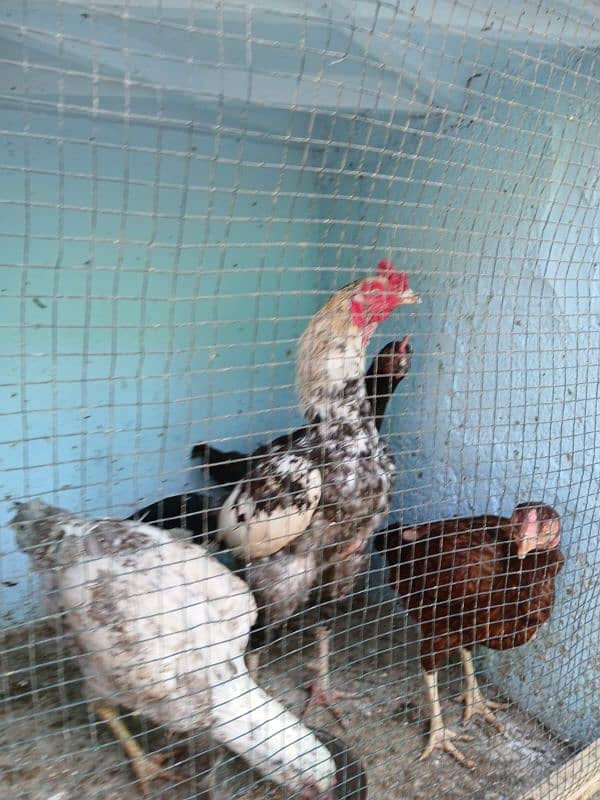 5 female for sale On egg laying asel 0