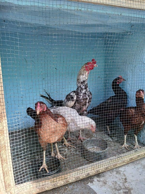 5 female for sale On egg laying asel 1