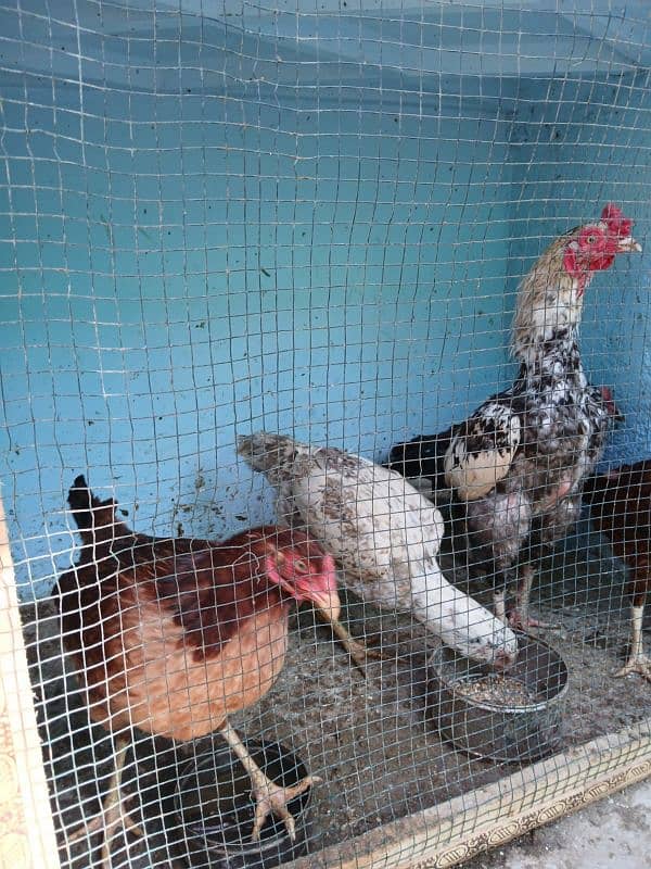 5 female for sale On egg laying asel 2