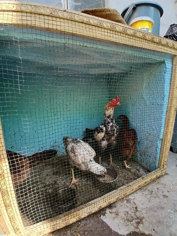 5 female for sale On egg laying asel 4