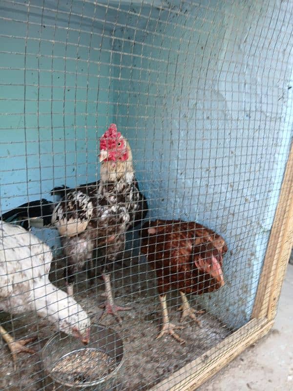 5 female for sale On egg laying asel 5