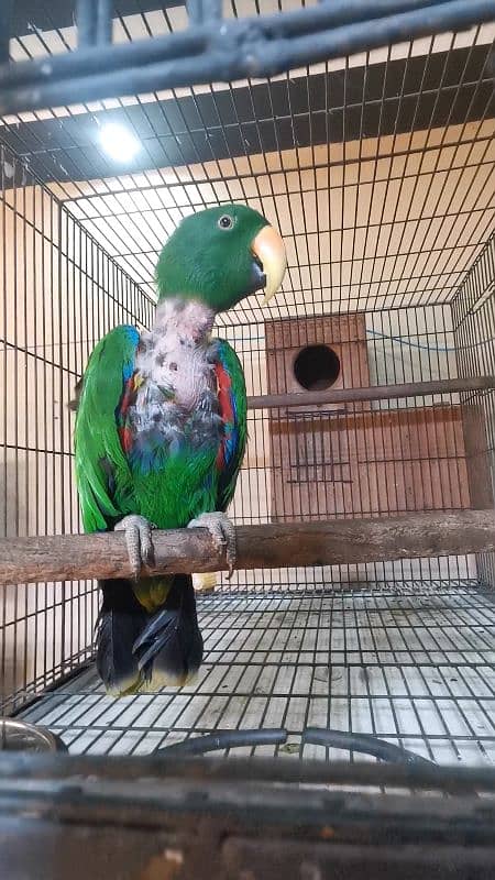 LORIES, AMAZON, ECLECTUS BREEDER 6