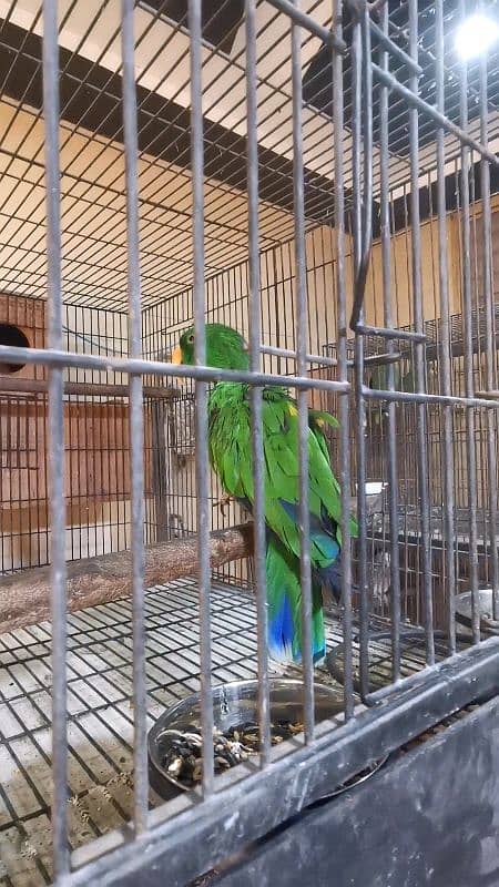 LORIES, AMAZON, ECLECTUS BREEDER 7