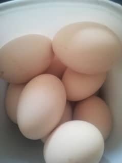 light susix eggs available in kahuta rawalpindi