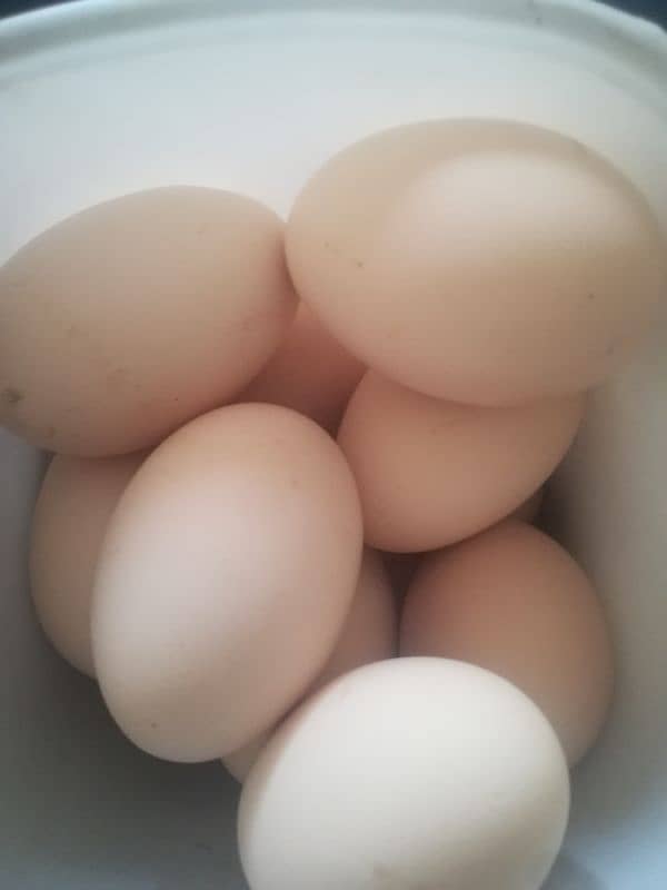 light susix eggs available in kahuta rawalpindi 0