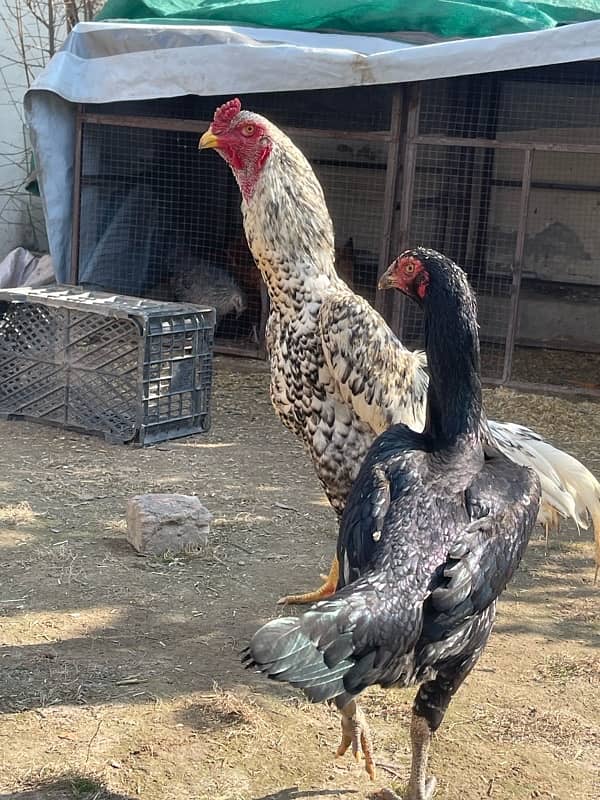 Shamo Breeder Pair 6