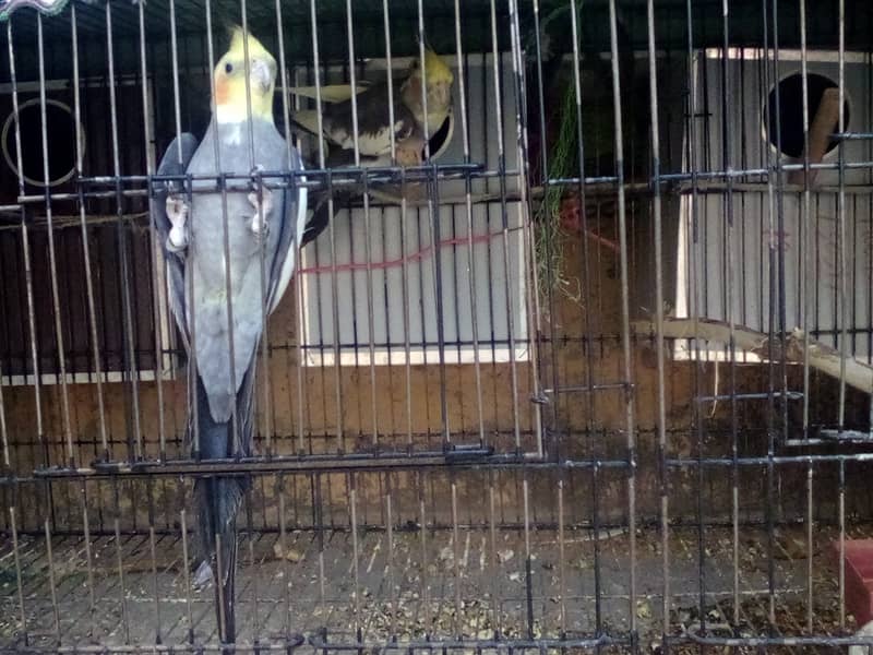 3 coctail parrots with 3 boxes and cage 3