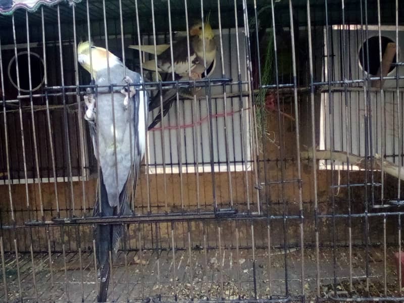 3 coctail parrots with 3 boxes and cage 4