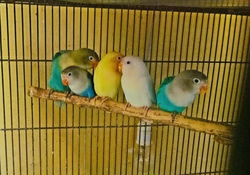 Love birds, Cremino, Albino Red eye, Parblue/Ino, Blue Fisher/Ino 0