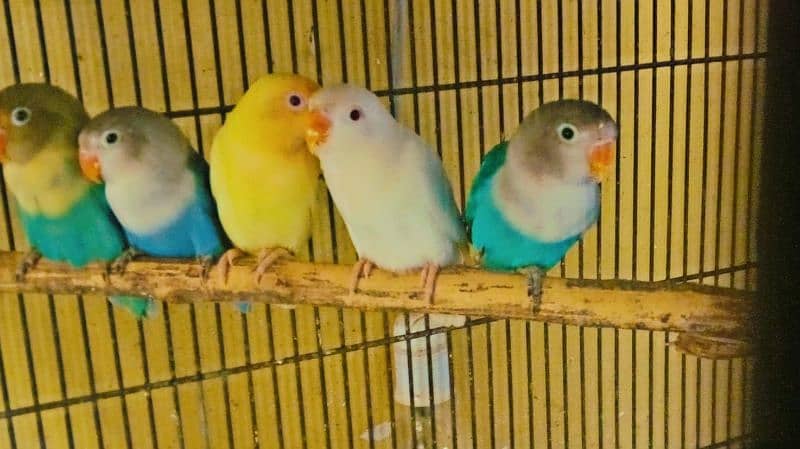 Love birds, Cremino, Albino Red eye, Parblue/Ino, Blue Fisher/Ino 1