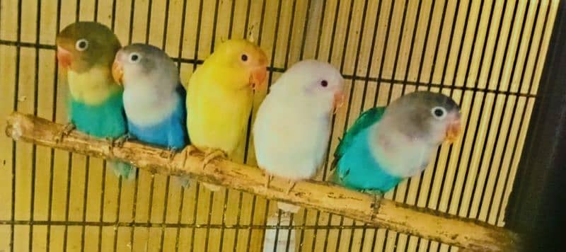 Love birds, Cremino, Albino Red eye, Parblue/Ino, Blue Fisher/Ino 2